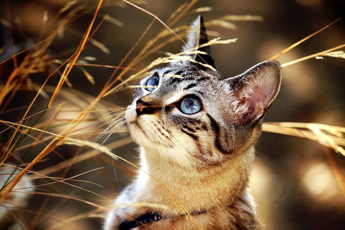 Le Bokeh