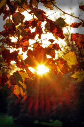 photo de forêt en automne