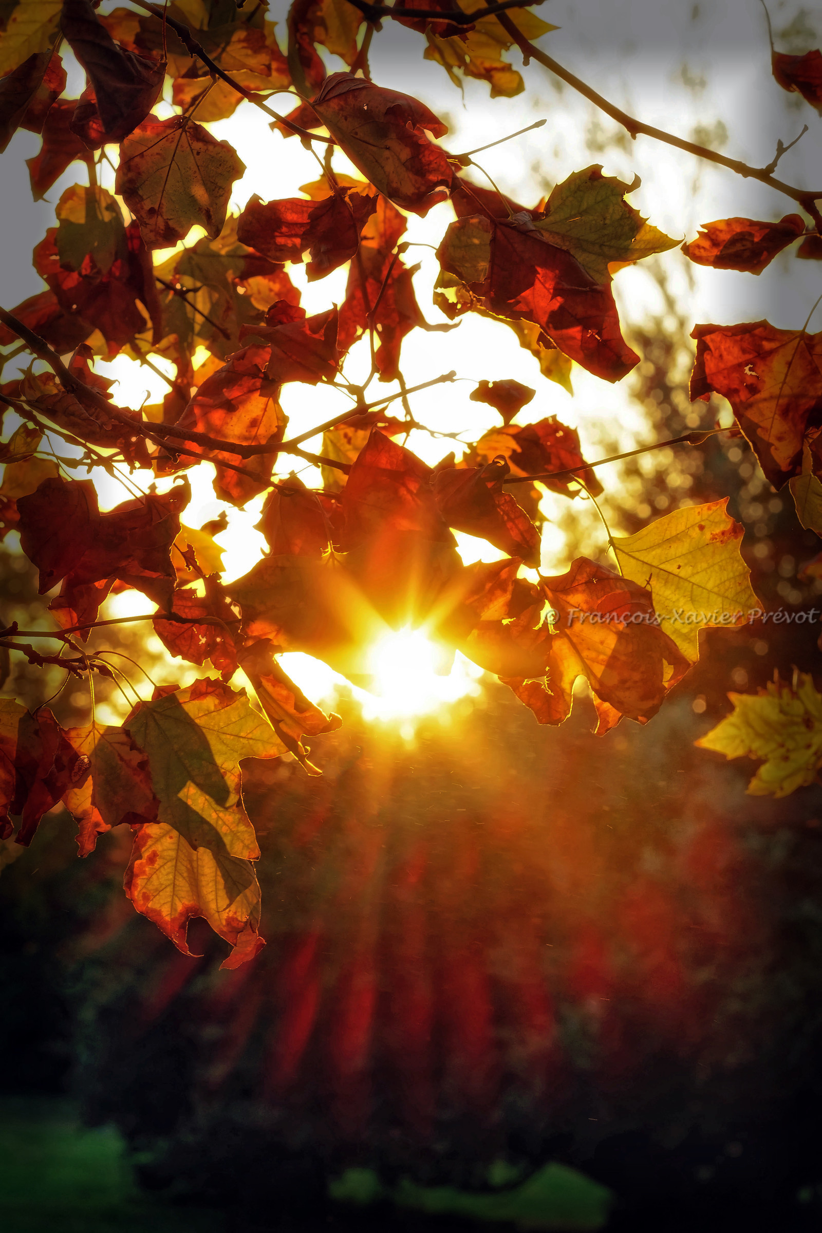 photo de forêt en automne