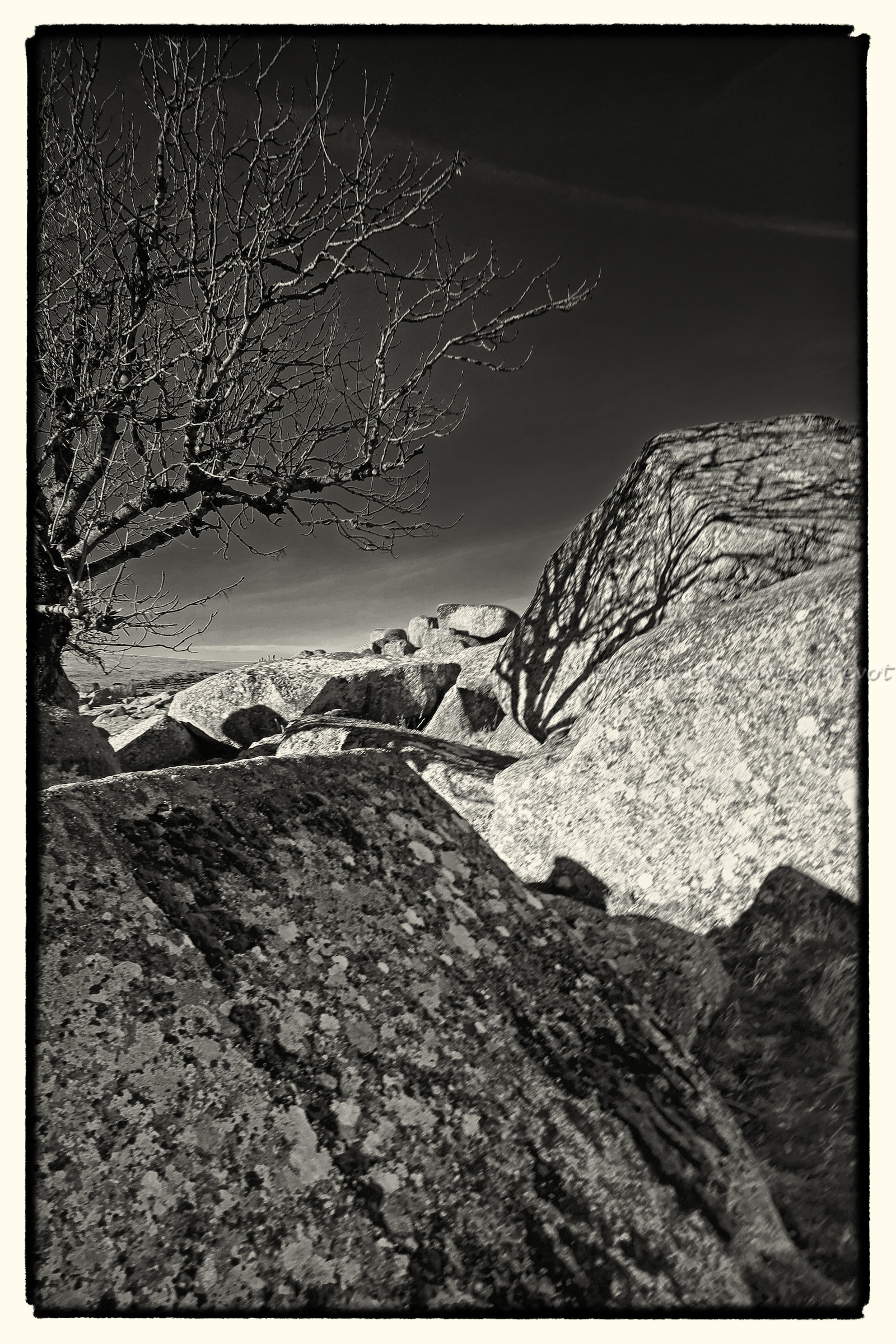 photo de l'aubrac