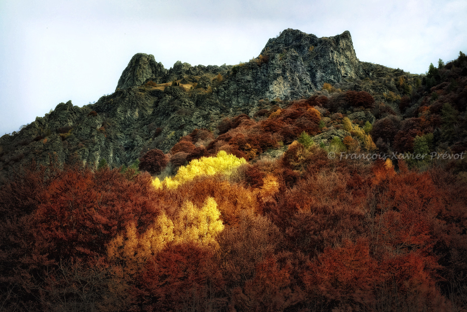 photo de forêt en automne
