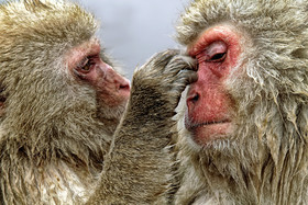 photo d'animal sauvage