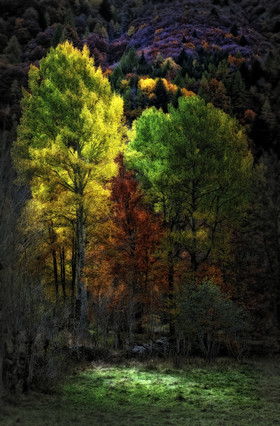 photo de forêt en automne