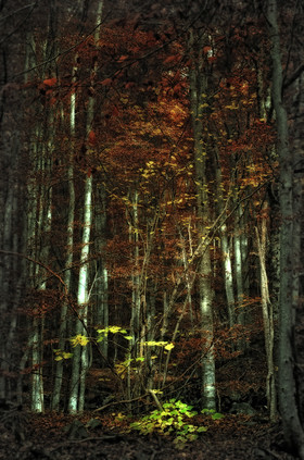 photo de forêt en automne