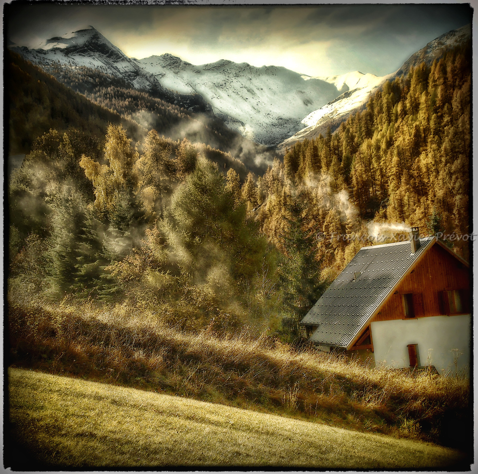 photo de forêt en automne