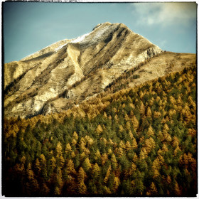 photo de forêt en automne