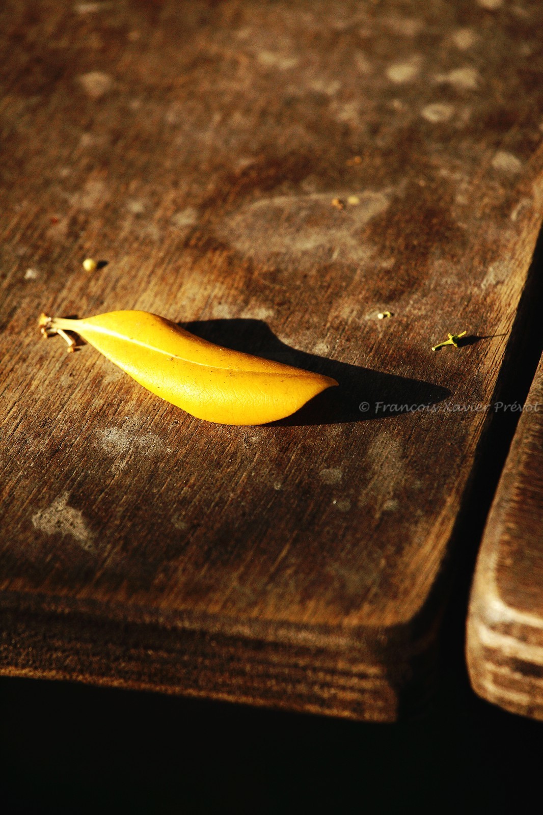 photo de jardin en automne