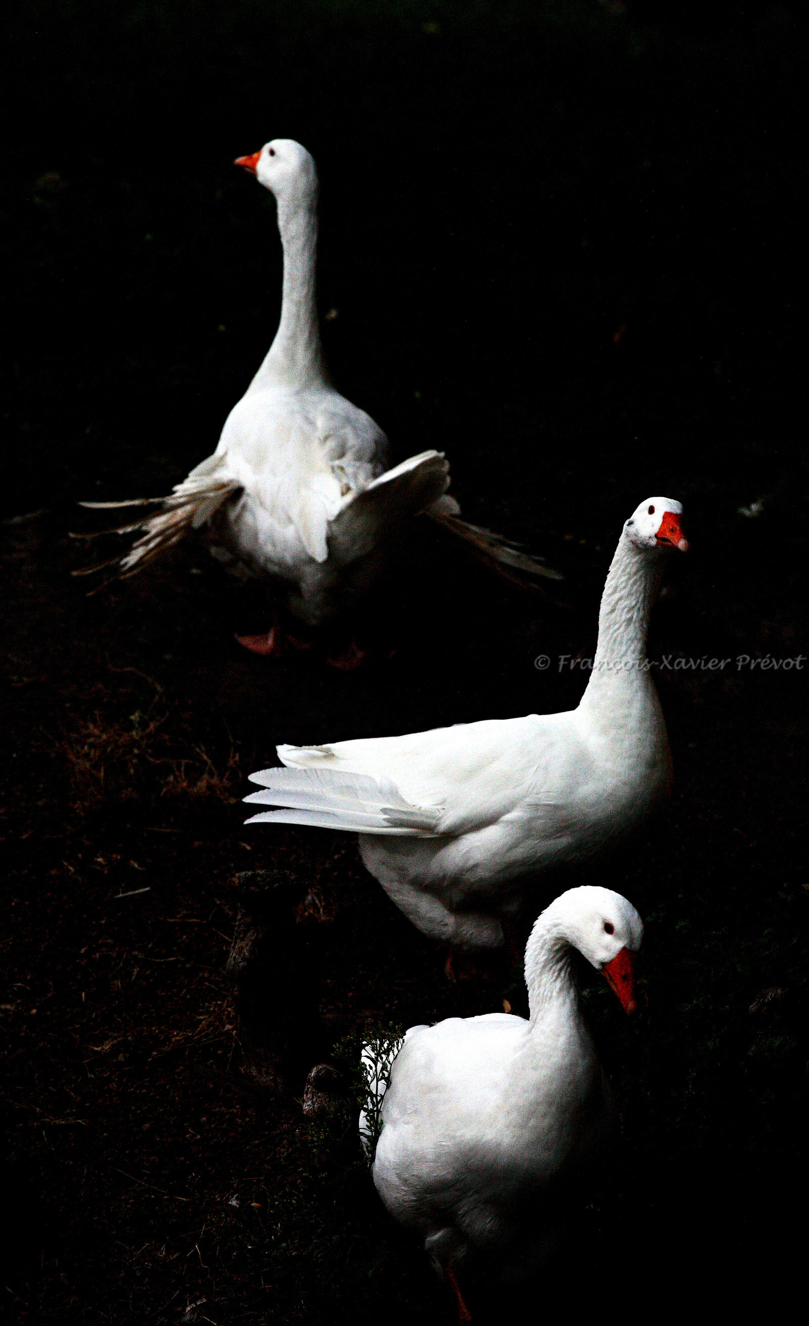photo d'animal sauvage