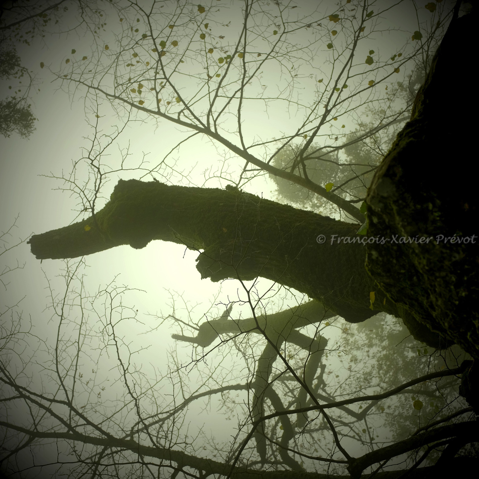 photo de jardin en automne