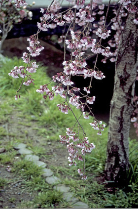 photo du Japon