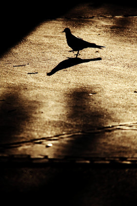photo d'animal sauvage