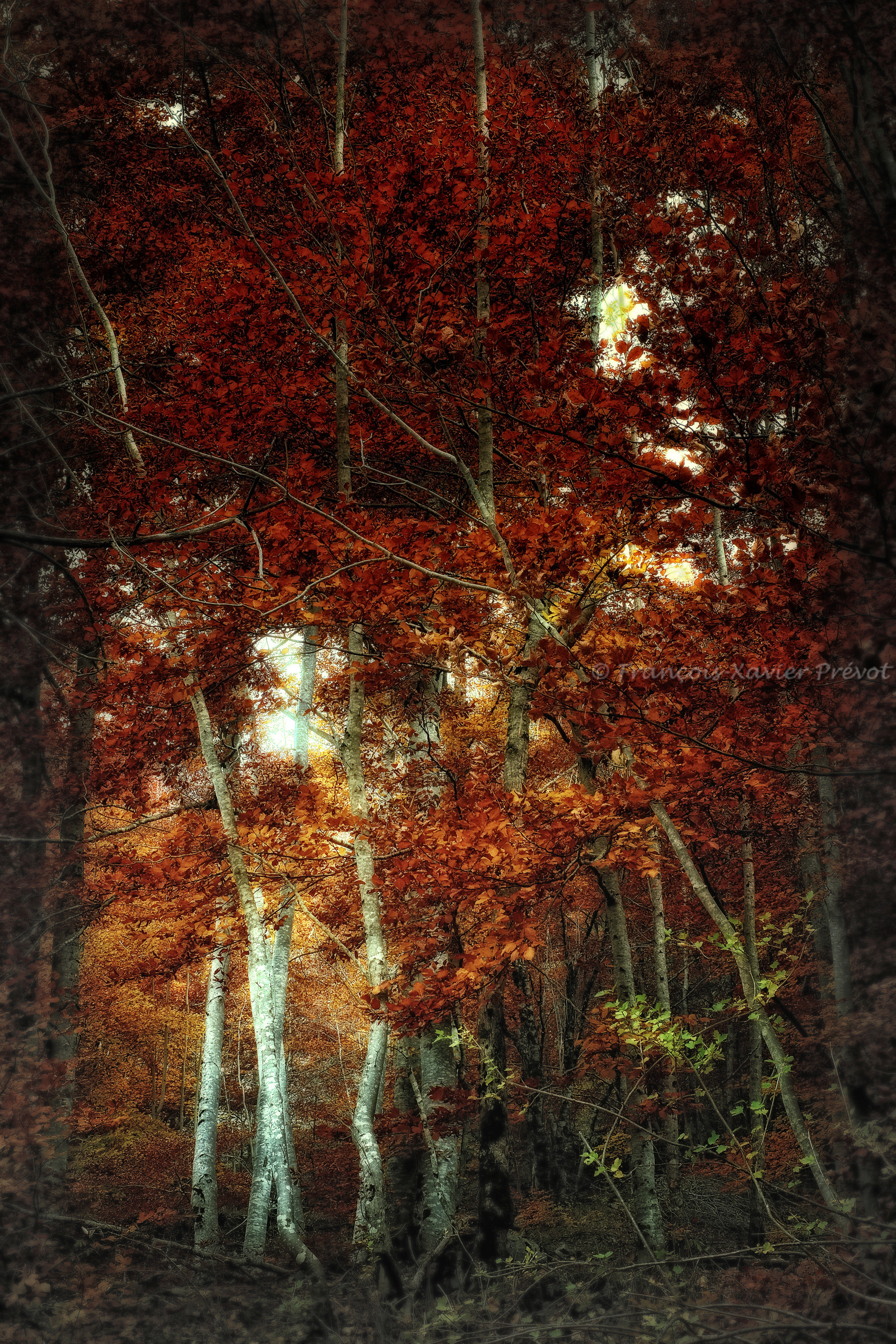 photo de forêt en automne