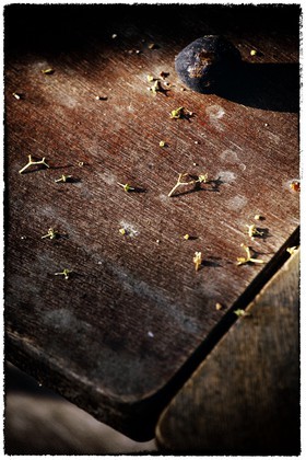 photo de jardin en automne