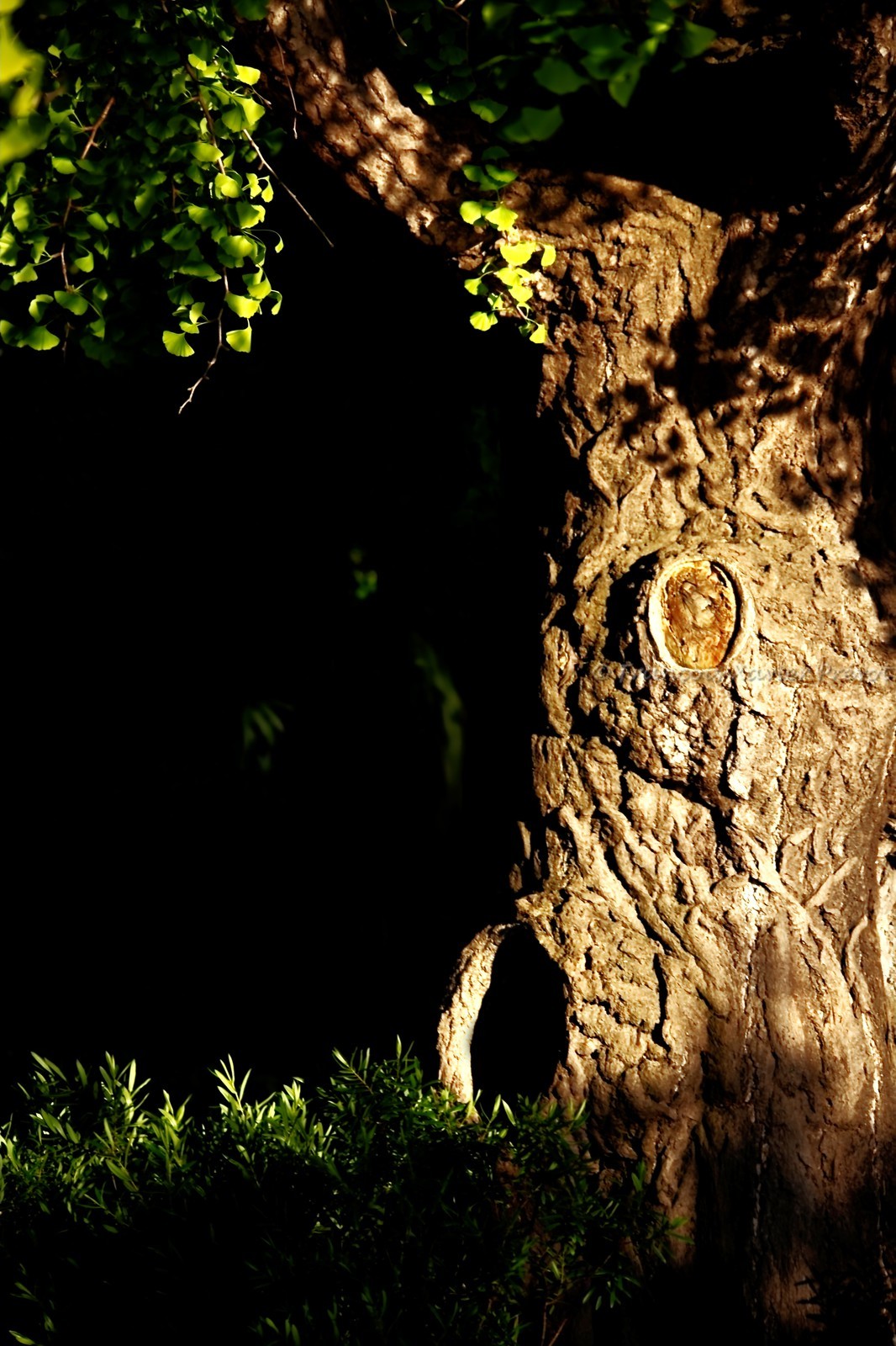 photo de jardin en automne