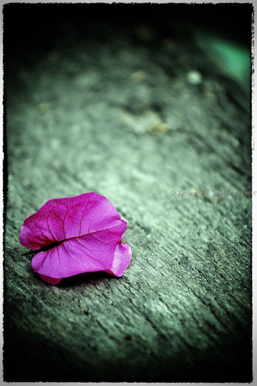 photo de jardin en automne