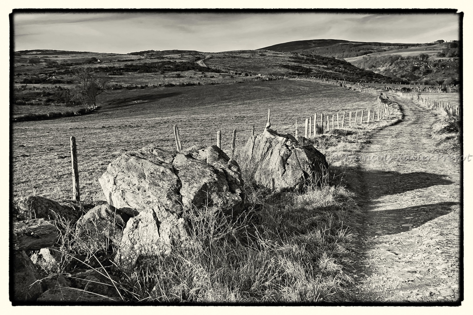 photo de l'aubrac