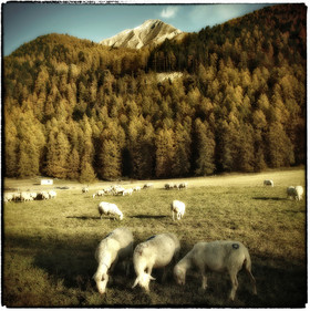 photo de forêt en automne