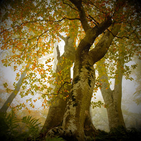 photo de jardin en automne