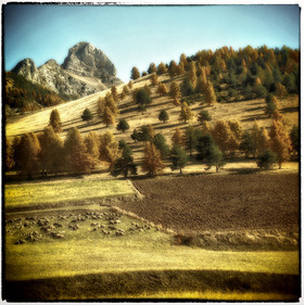 photo de forêt en automne