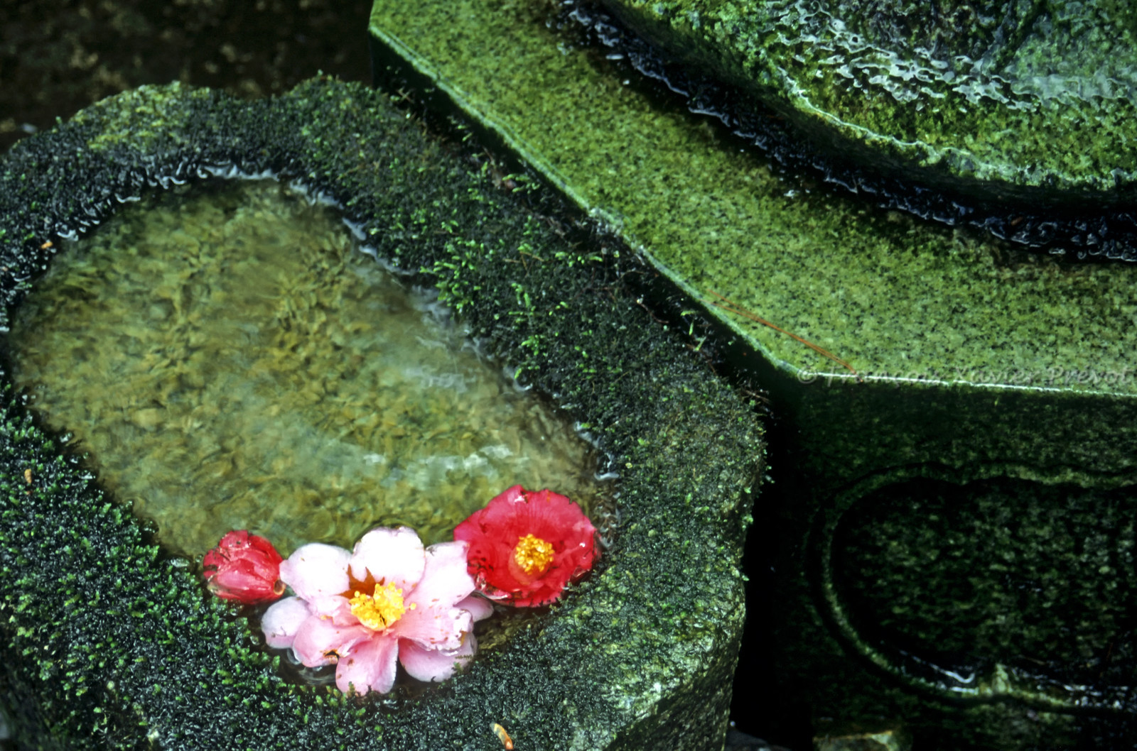 photo du Japon