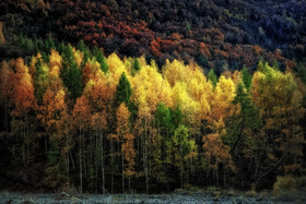 photo de forêt en automne