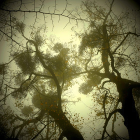 photo de jardin en automne