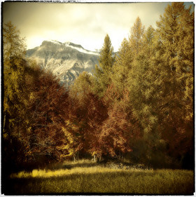 photo de forêt en automne