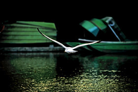 photo d'animal sauvage