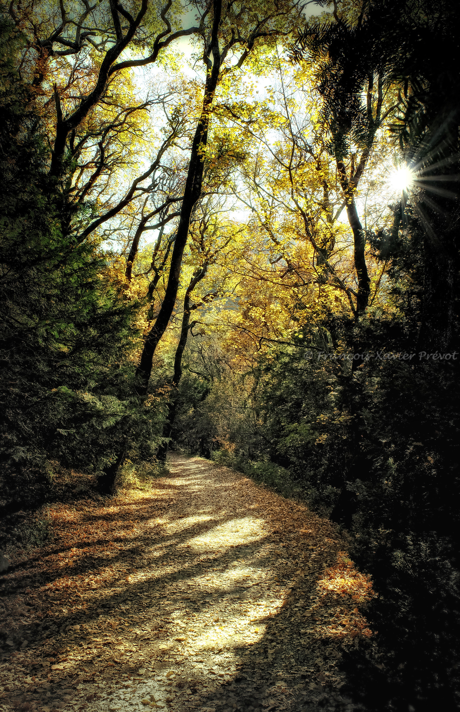 photo de forêt en automne