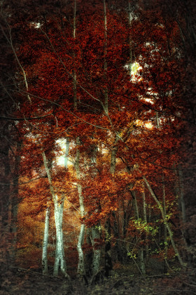 photo de forêt en automne