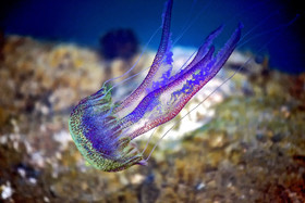 photo d'animal sauvage