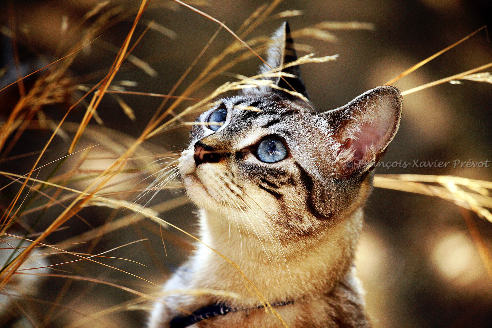 photo d'animal sauvage