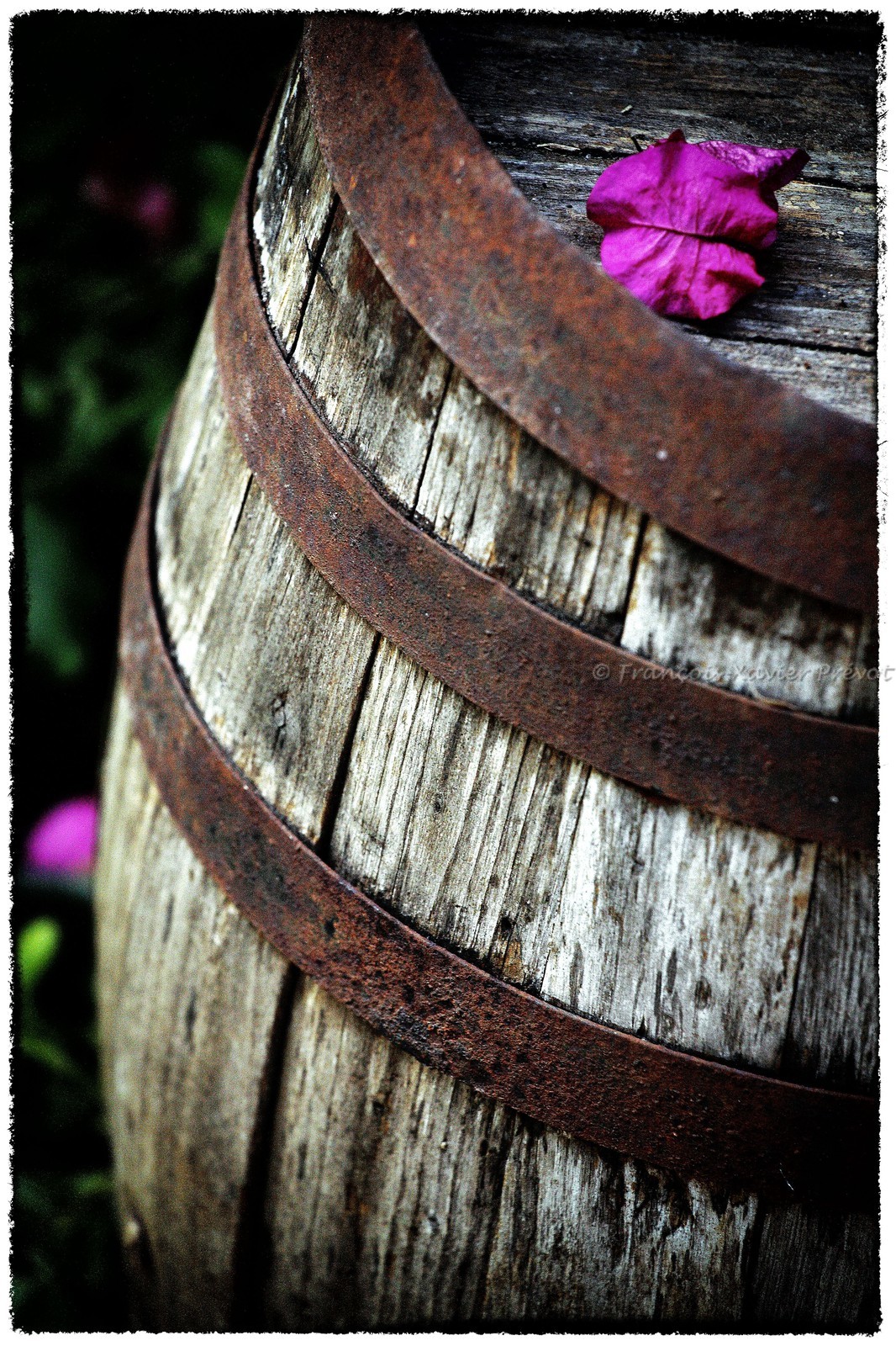 photo de jardin en automne