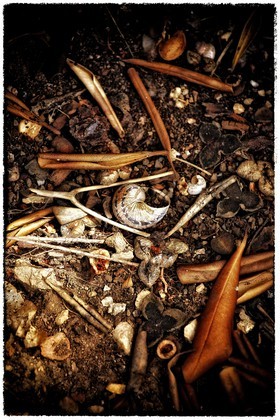 photo de jardin en automne