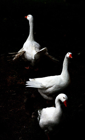 photo d'animal sauvage