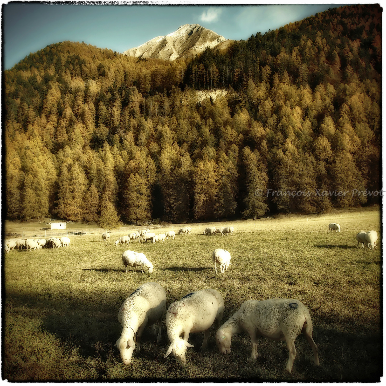 photo de forêt en automne