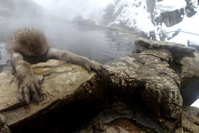 photo d'animal sauvage