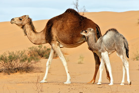 photo d'animal sauvage