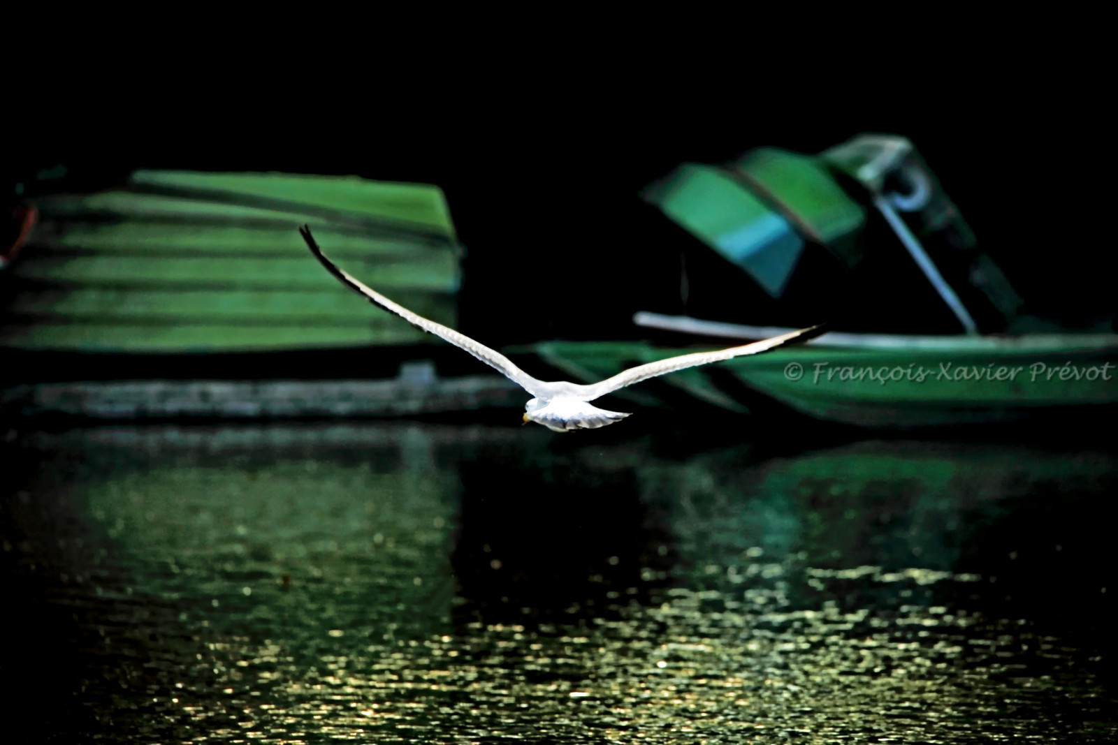 photo d'animal sauvage