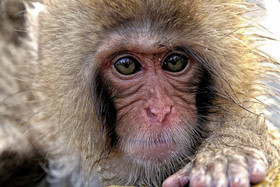photo d'animal sauvage