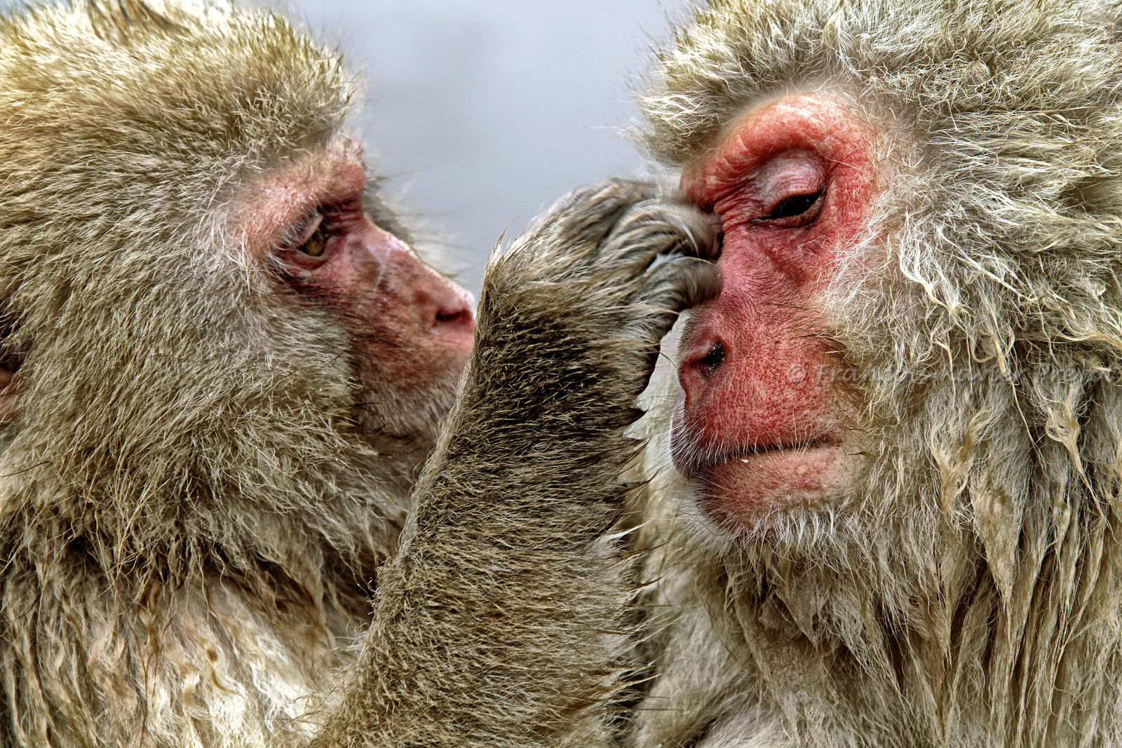 photo d'animal sauvage