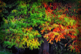 photo de forêt en automne
