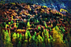 photo de forêt en automne