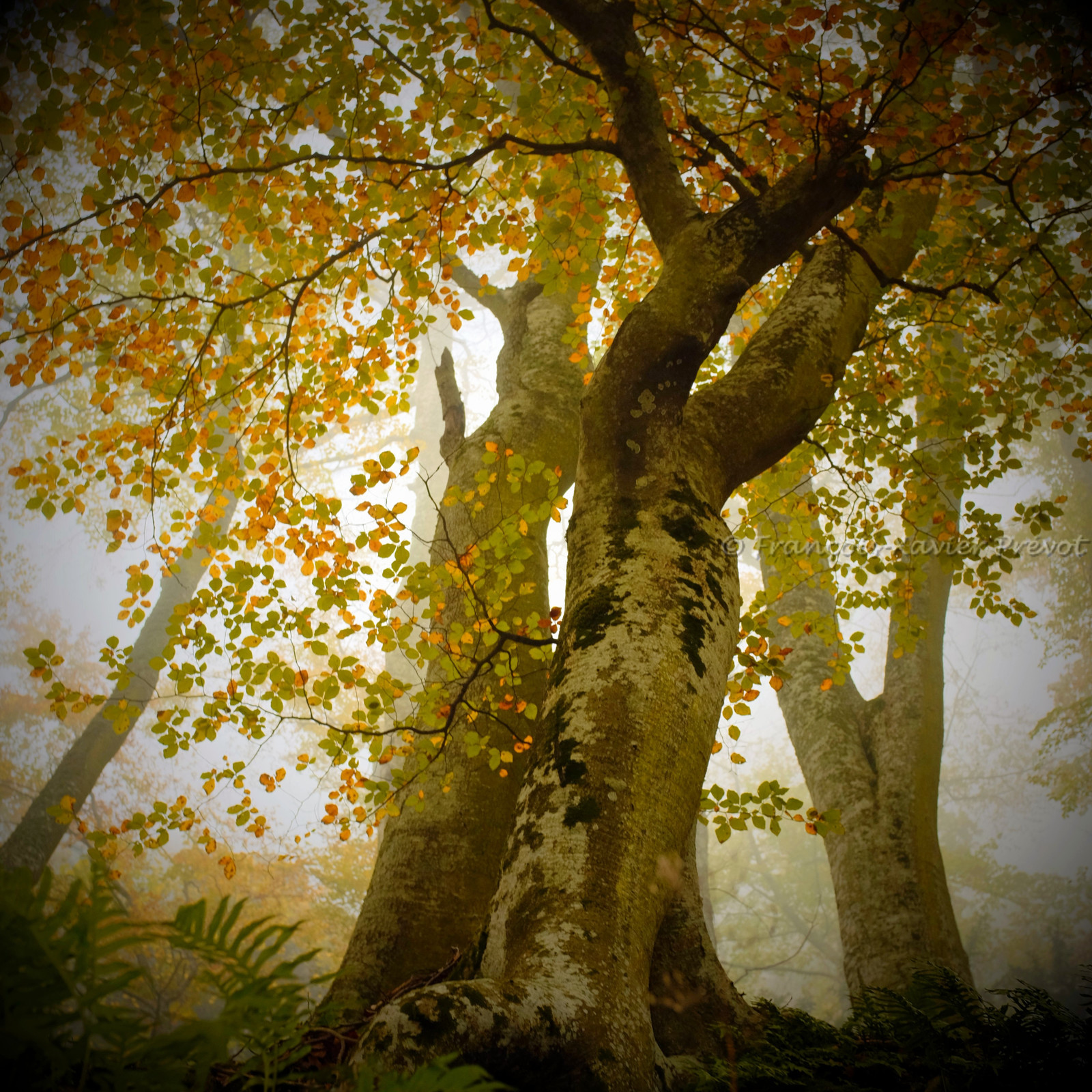 photo de jardin en automne