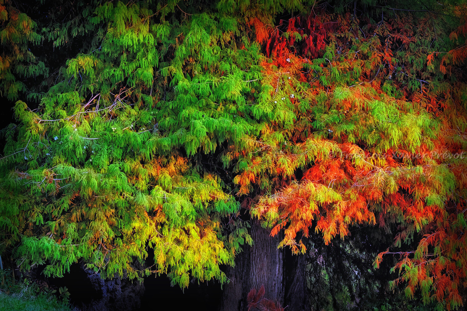 photo de forêt en automne