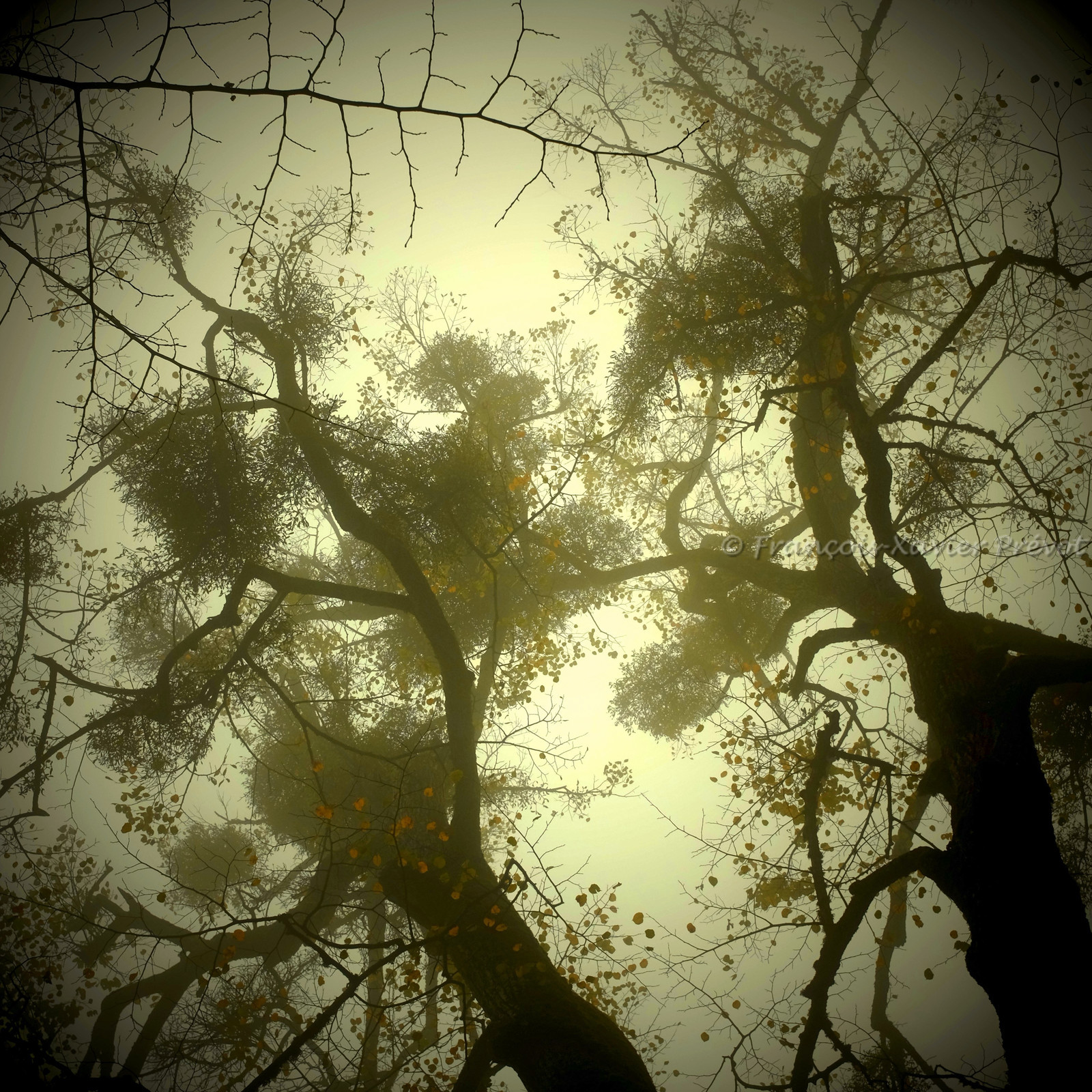 photo de jardin en automne