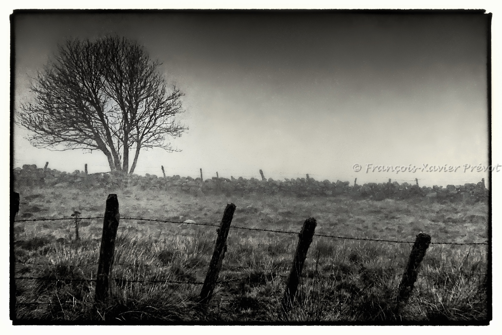 photo de l'aubrac
