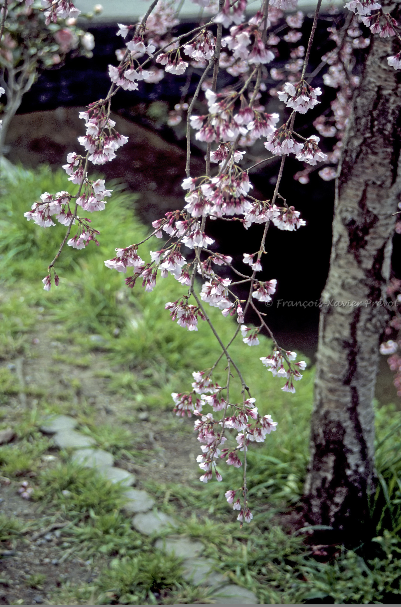 photo du Japon