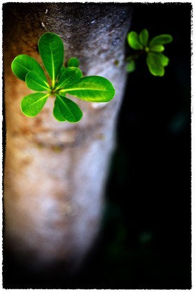 photo de jardin en automne